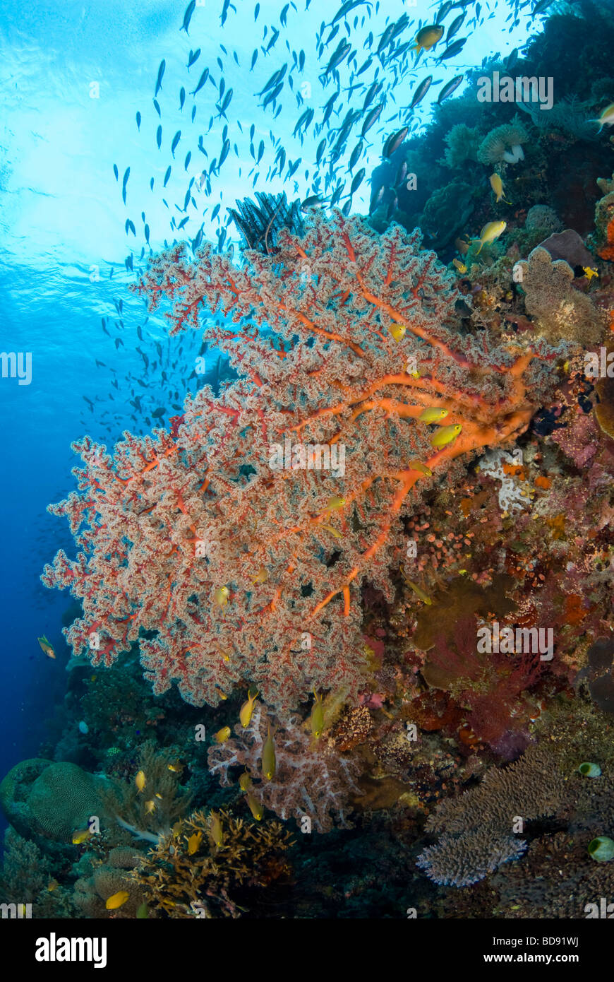 Philippine Korallengärten, Cabilao, Philippinen Stockfoto