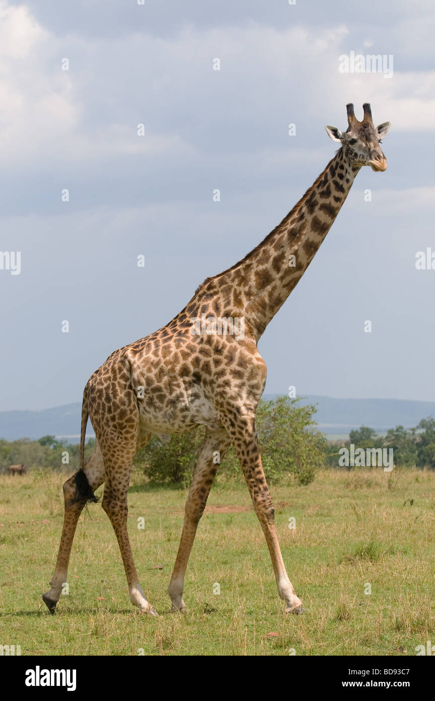 Giraffe Stockfoto