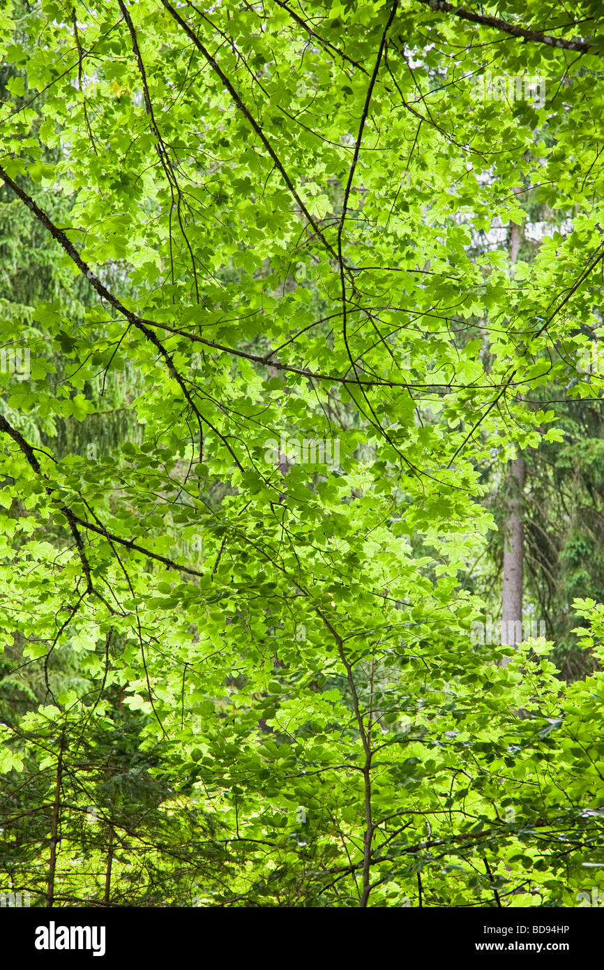Dappled Sonnenlicht Filterung durch Blätter und Bäume in der Nähe von Stockfoto