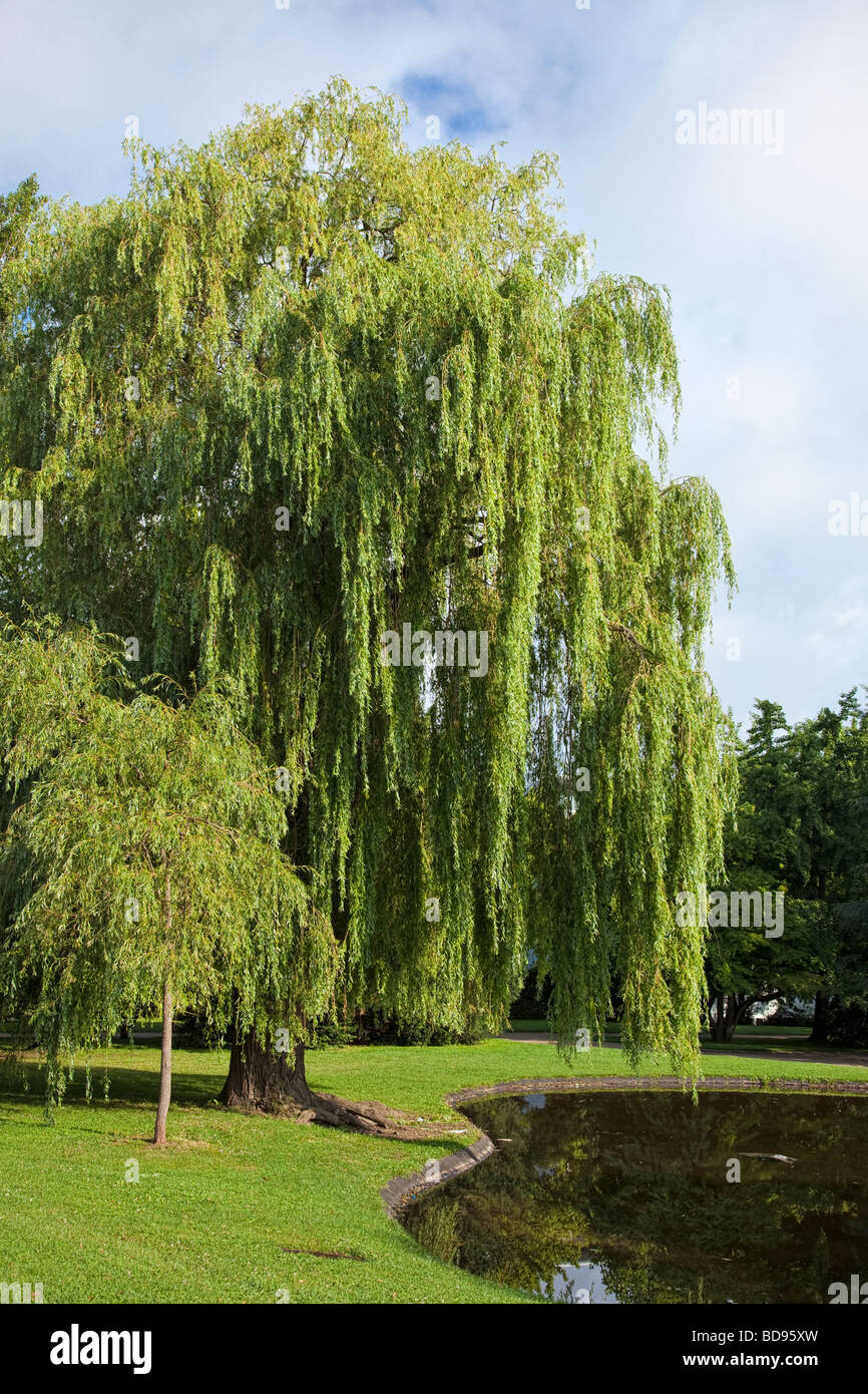 Weeping Willow Tree und Ententeich in einem städtischen Park Stockfoto