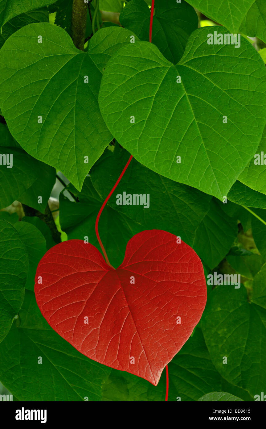 Rot Heart Shaped Leaf and Vine inmitten grüner Stockfoto
