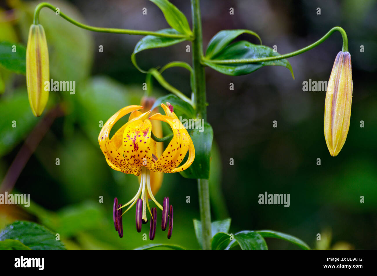 Turk s Cap Lilly im Nationalpark Great Smoky Mountains in Tennessee Stockfoto