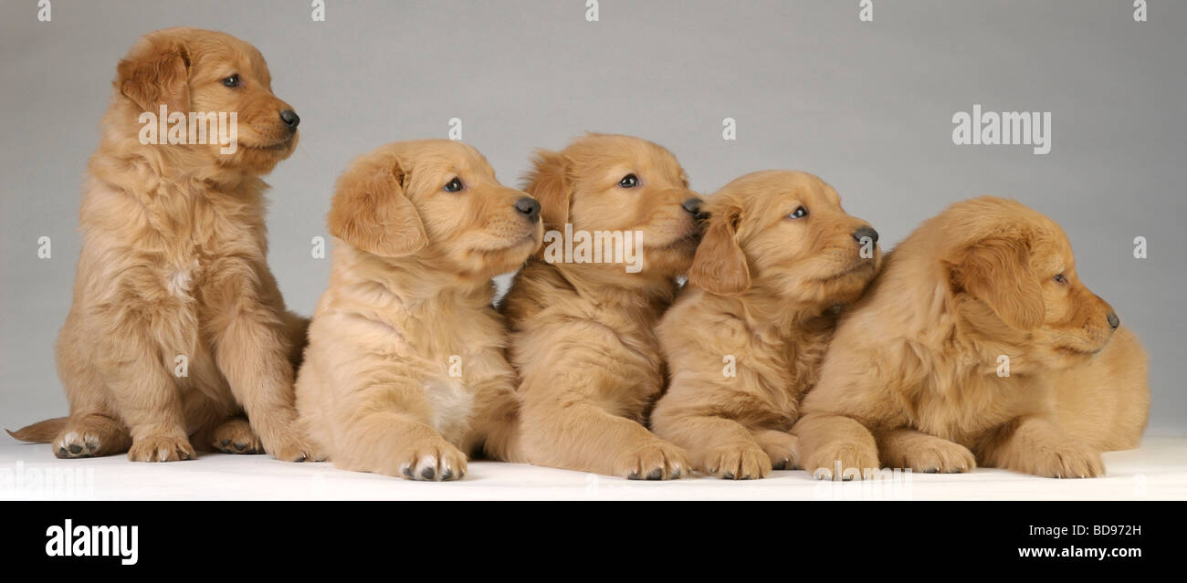 Männliche und weibliche Golden Retriever aus dem selben Wurf Welpen suchen Sie nach ihrer Mutter. Stockfoto