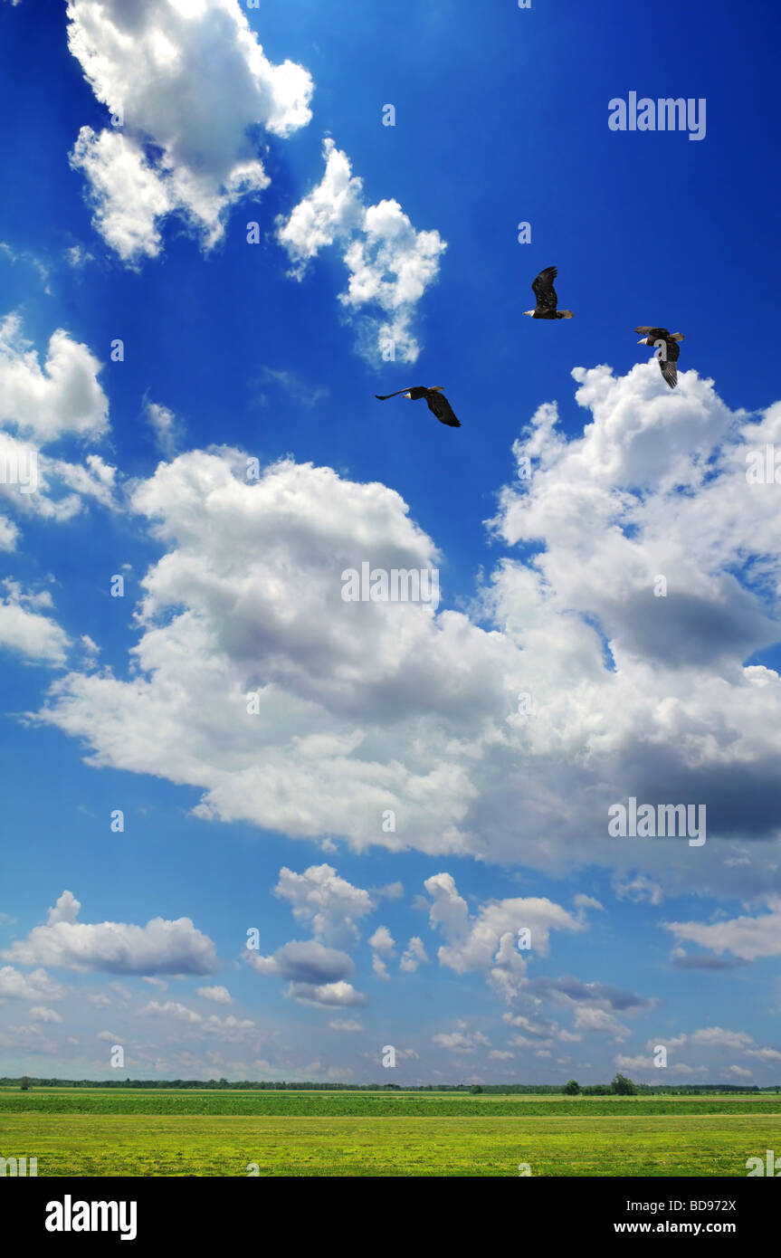 Weißkopf-Seeadler fliegen über bunte Landschaft mit Wolken Stockfoto