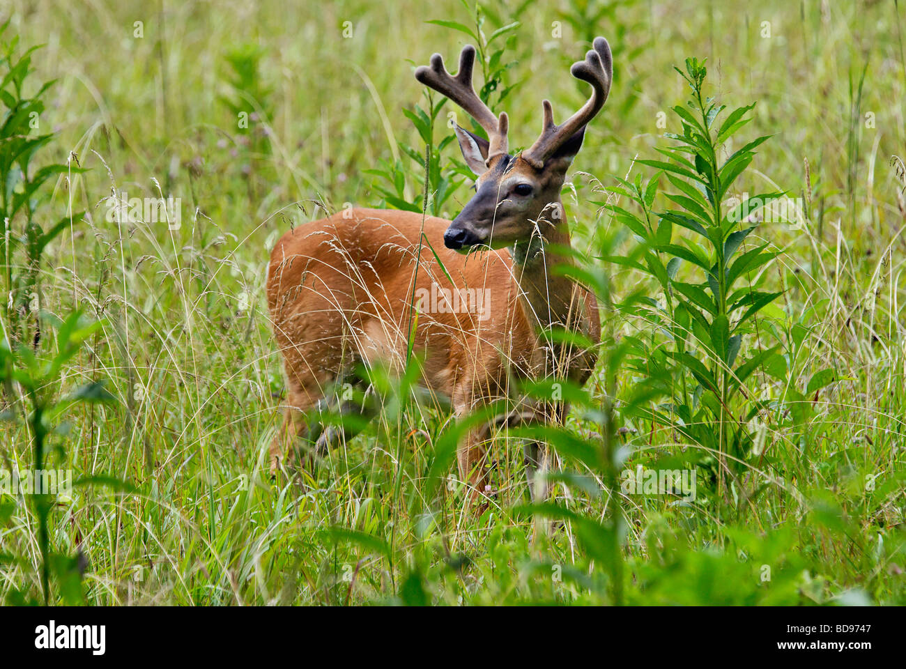 White-tailed Deer Buck mit Geweih in samt auf einer Wiese in Cades Cove im Nationalpark Great Smoky Mountains in Tennessee Stockfoto