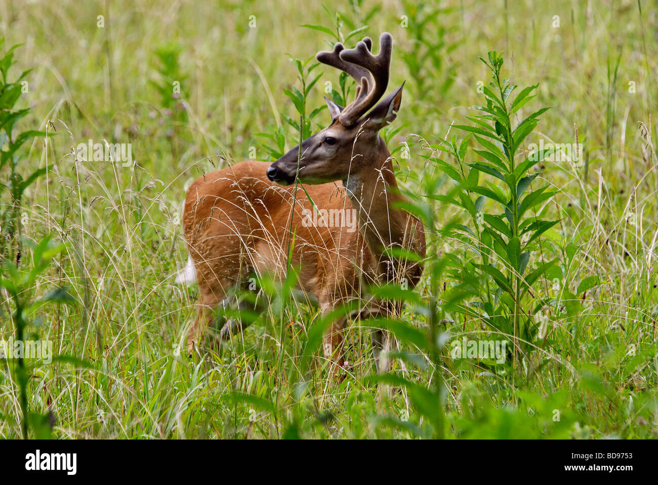 White-tailed Deer Buck mit Geweih in samt auf einer Wiese in Cades Cove im Nationalpark Great Smoky Mountains in Tennessee Stockfoto