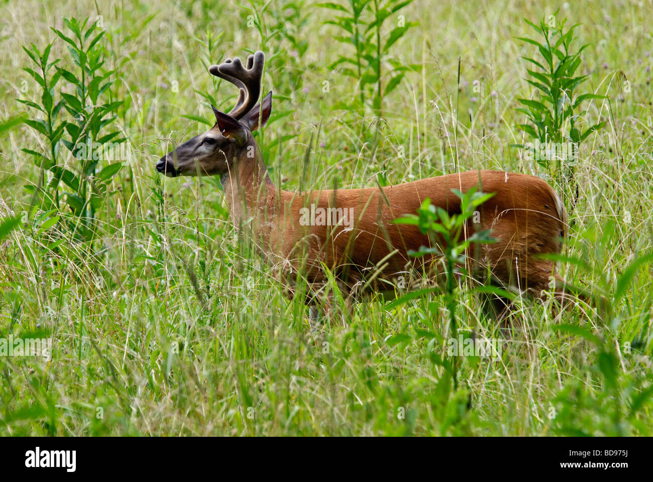 White-tailed Deer Buck mit Geweih in samt auf einer Wiese in Cades Cove im Nationalpark Great Smoky Mountains in Tennessee Stockfoto