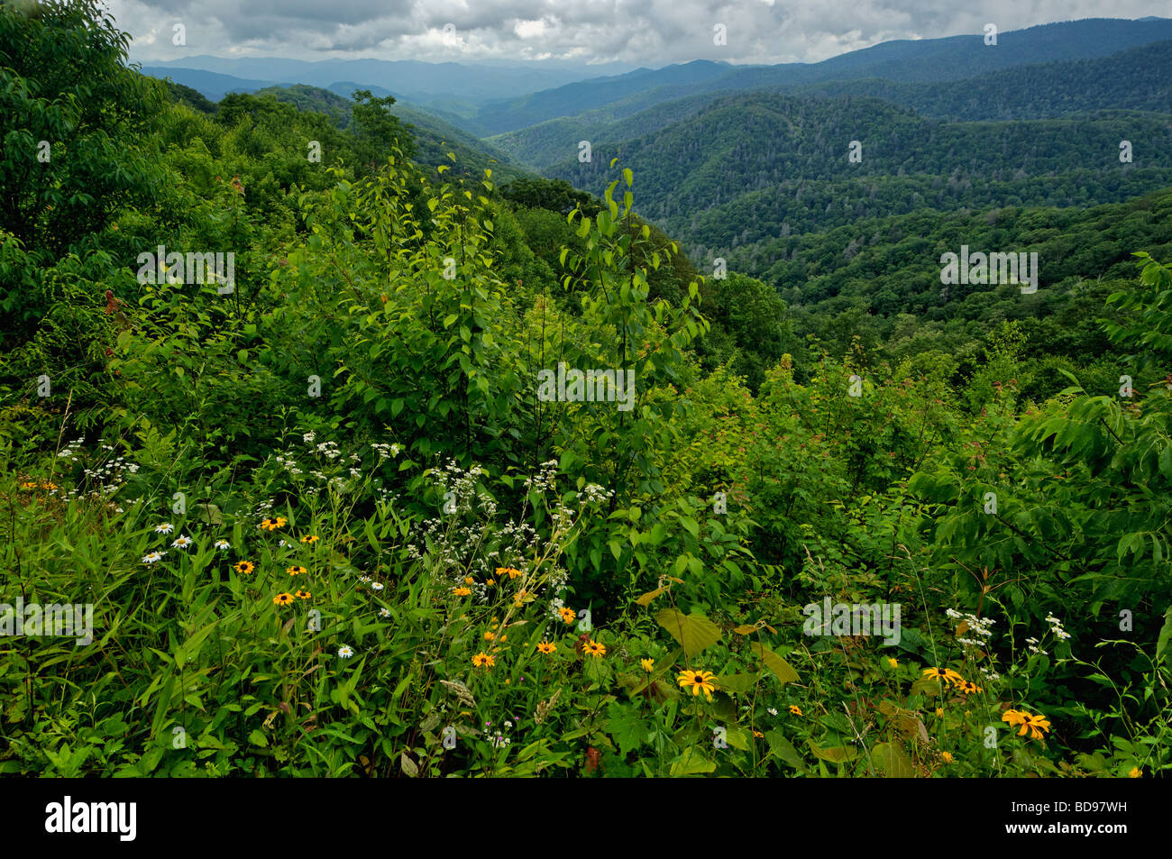 Blick auf Black eyed Susans und der Smoky Mountains in North Carolina Stockfoto