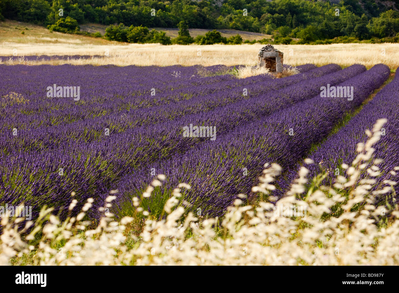 Lavendel-Feld in der Nähe von Simiane-la-Rotonde Stockfoto
