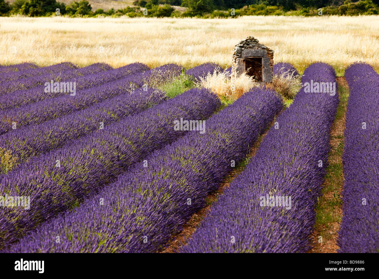 Lavendel-Feld in der Nähe von Simiane-la-Rotonde, Provence Frankreich Stockfoto