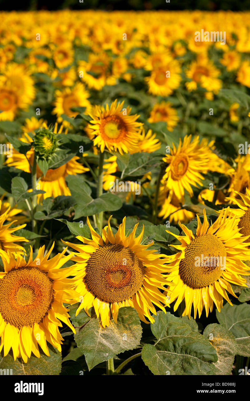 Fröhliche Sonnenblumen im Feld in der Nähe von St. Remy de Provence Frankreich Stockfoto
