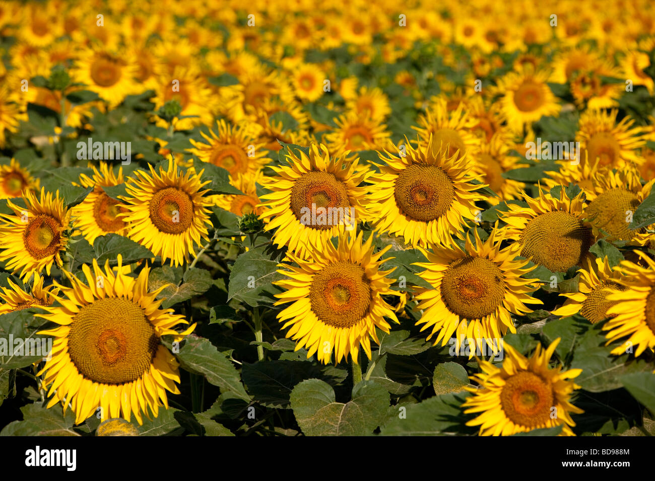 Fröhliche Sonnenblumen im Feld in der Nähe von St. Remy de Provence Frankreich Stockfoto