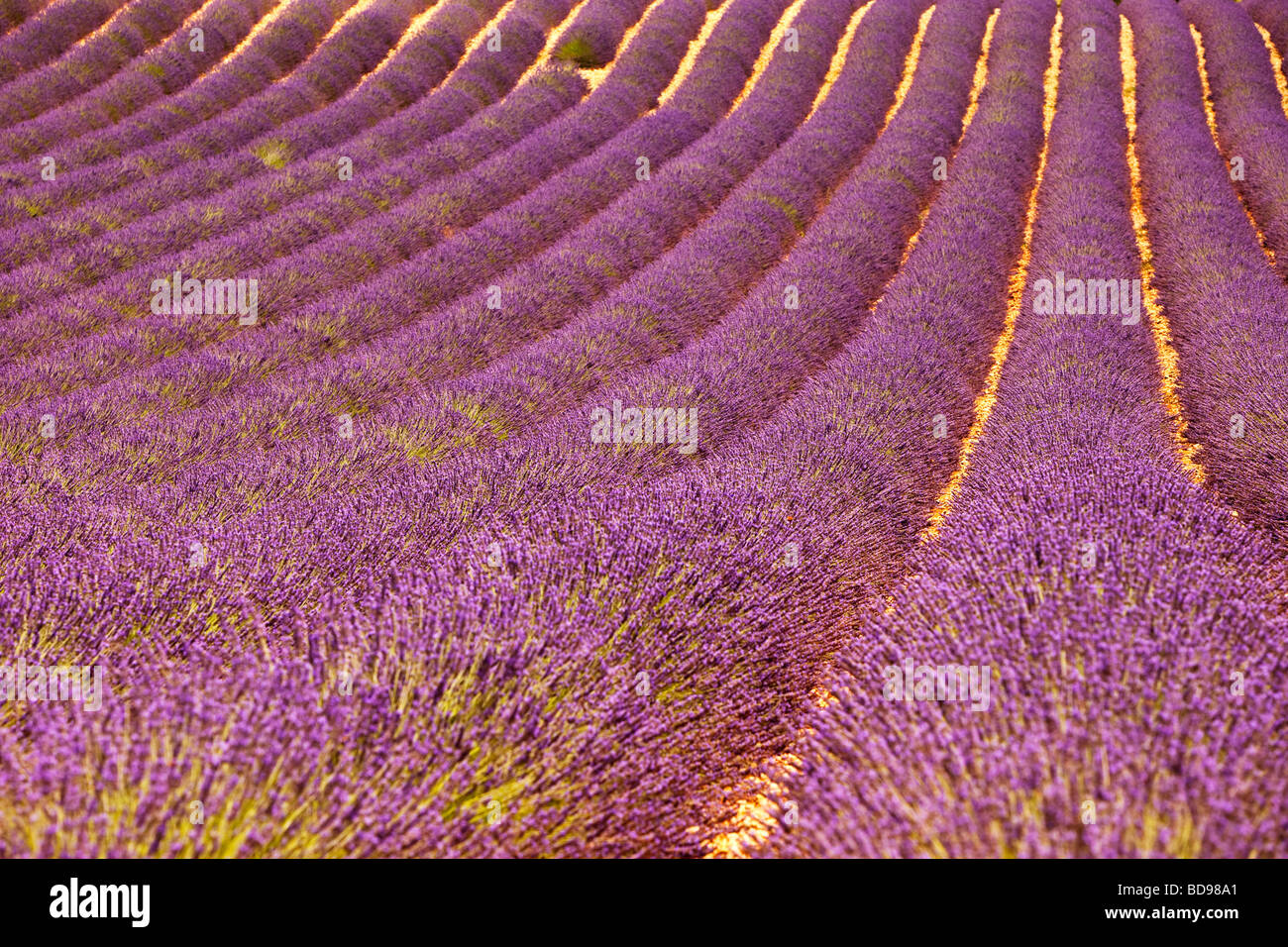 Lavendel-Feld in der Nähe von Valensole, Provence Frankreich Stockfoto