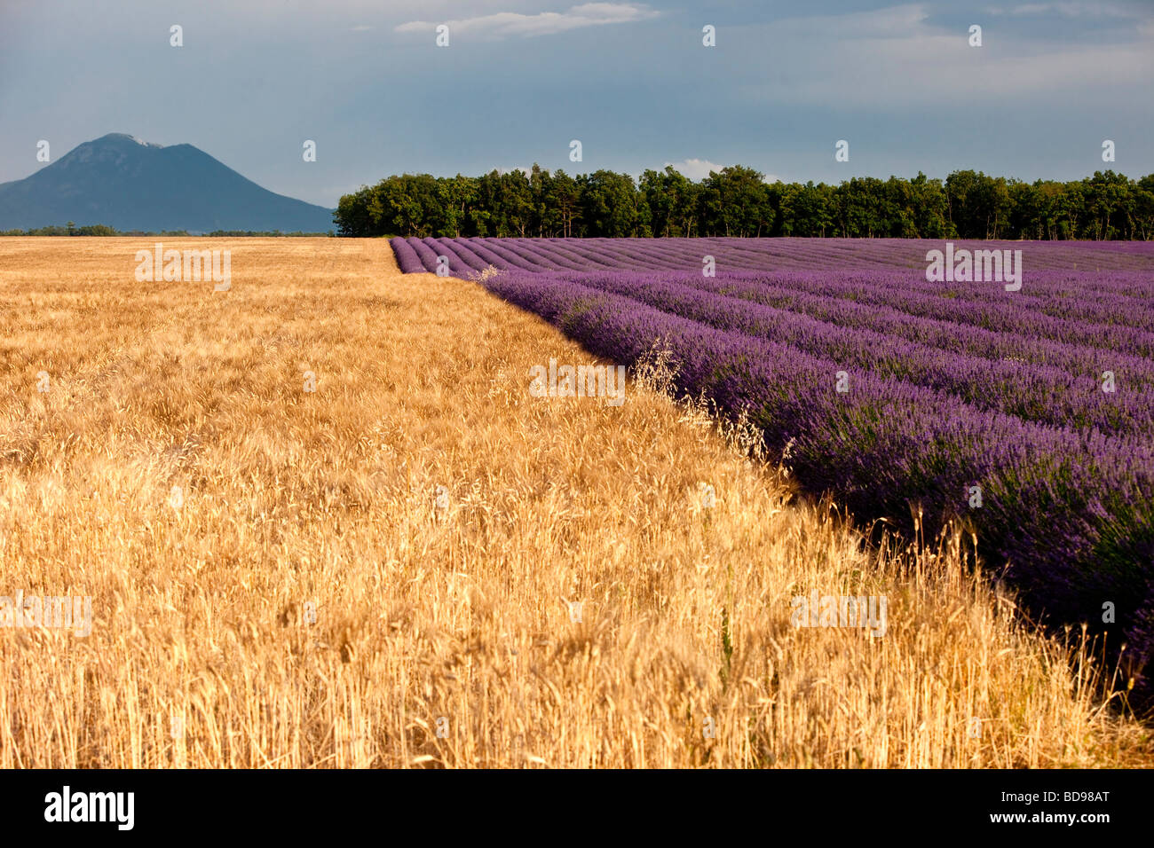 Lavendel und Gerstenfeld in der Nähe von Valensole, Provence Frankreich Stockfoto