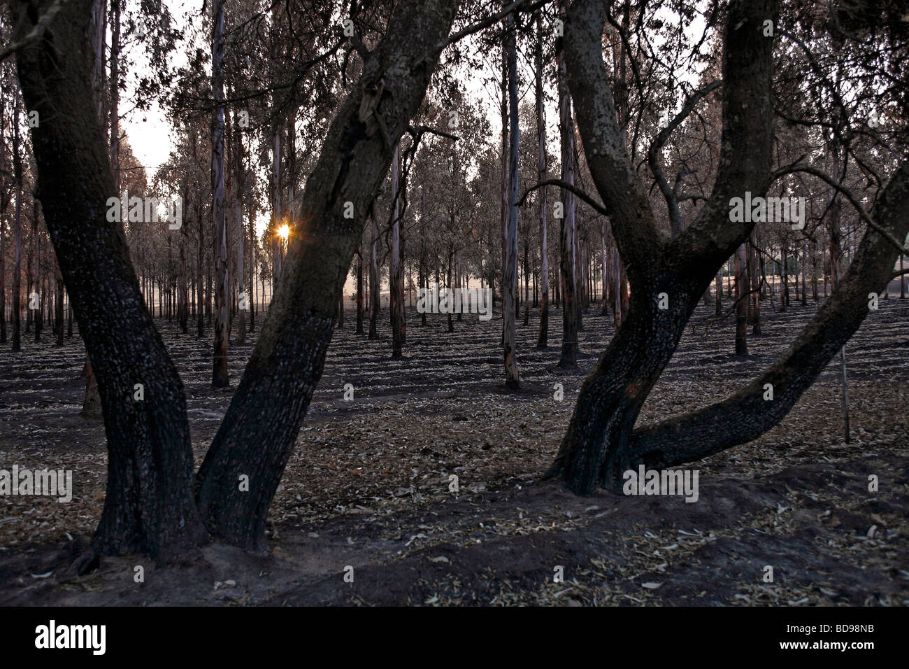 Die untergehende Sonne hinter verbrannten Wald vom schwarzen Feuer Victoria Australien 2009 ja Samstag Stockfoto