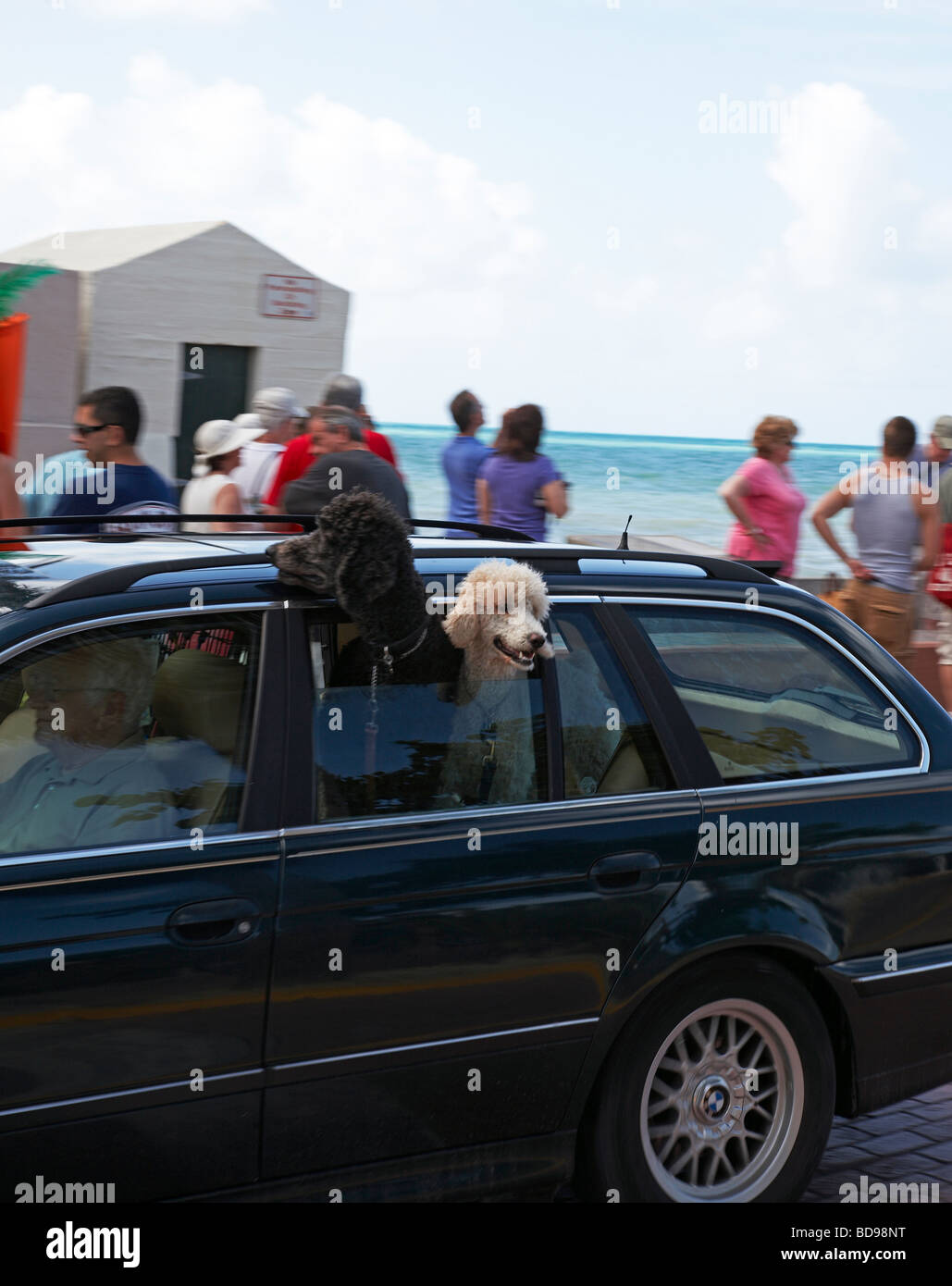 zwei Hunde mit ihren Köpfen aus einem Autofenster Stockfoto