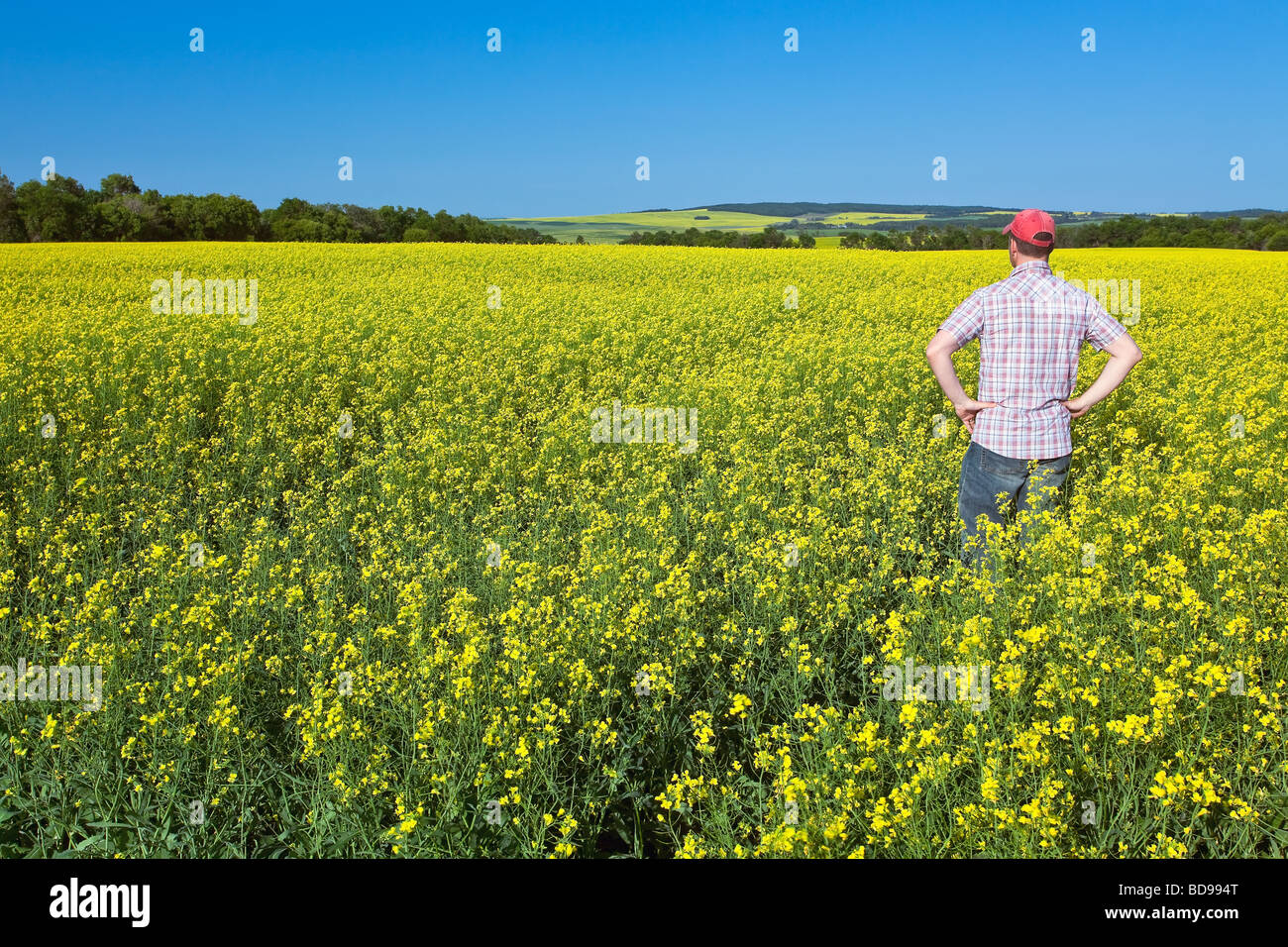 Landwirt Inspektion Raps Feldfrüchten auf kanadischen Prärie, Pembina Valley, Manitoba, Kanada Stockfoto