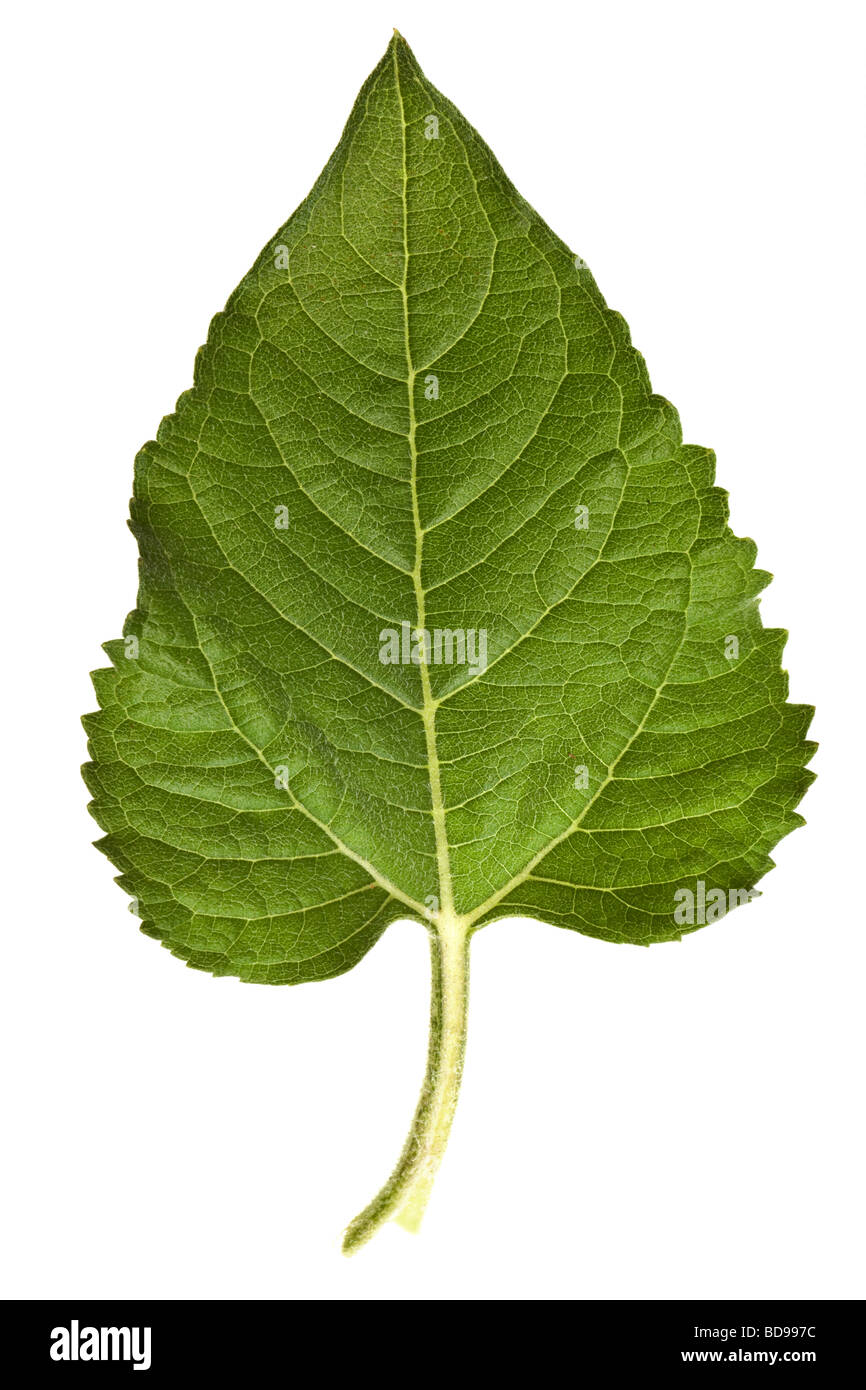 Sonnenblume Blätter auf einer rein weißen Hintergrund isoliert Stockfoto