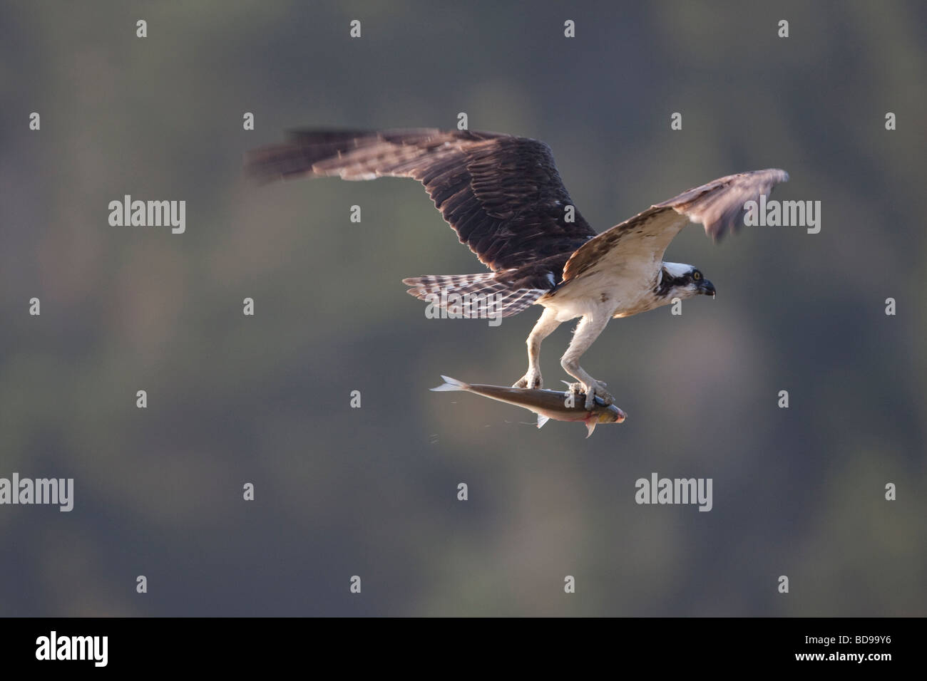 Fischadler fliegen mit einem Fisch, Point Reyes National Seashore, Caifornia, USA Stockfoto