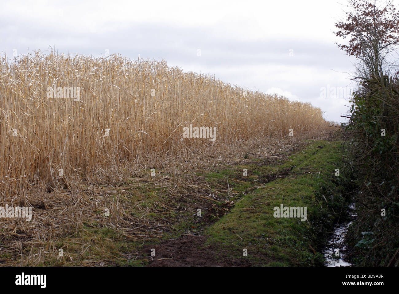 Miscanthus-Biomasse-Ernte im frühen März Somerset Stockfoto