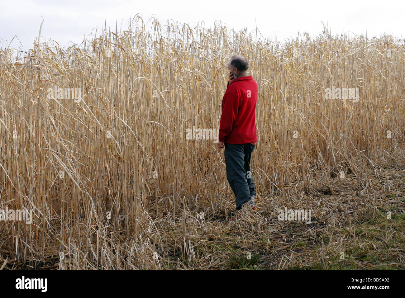 Miscanthus-Biomasse-Ernte im frühen März Somerset Stockfoto