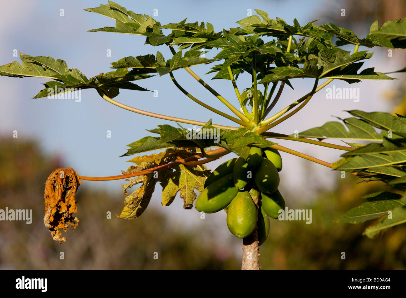 Mango auf einem Baum. Pinetown, Kwazulu-Natal, Südafrika. Stockfoto