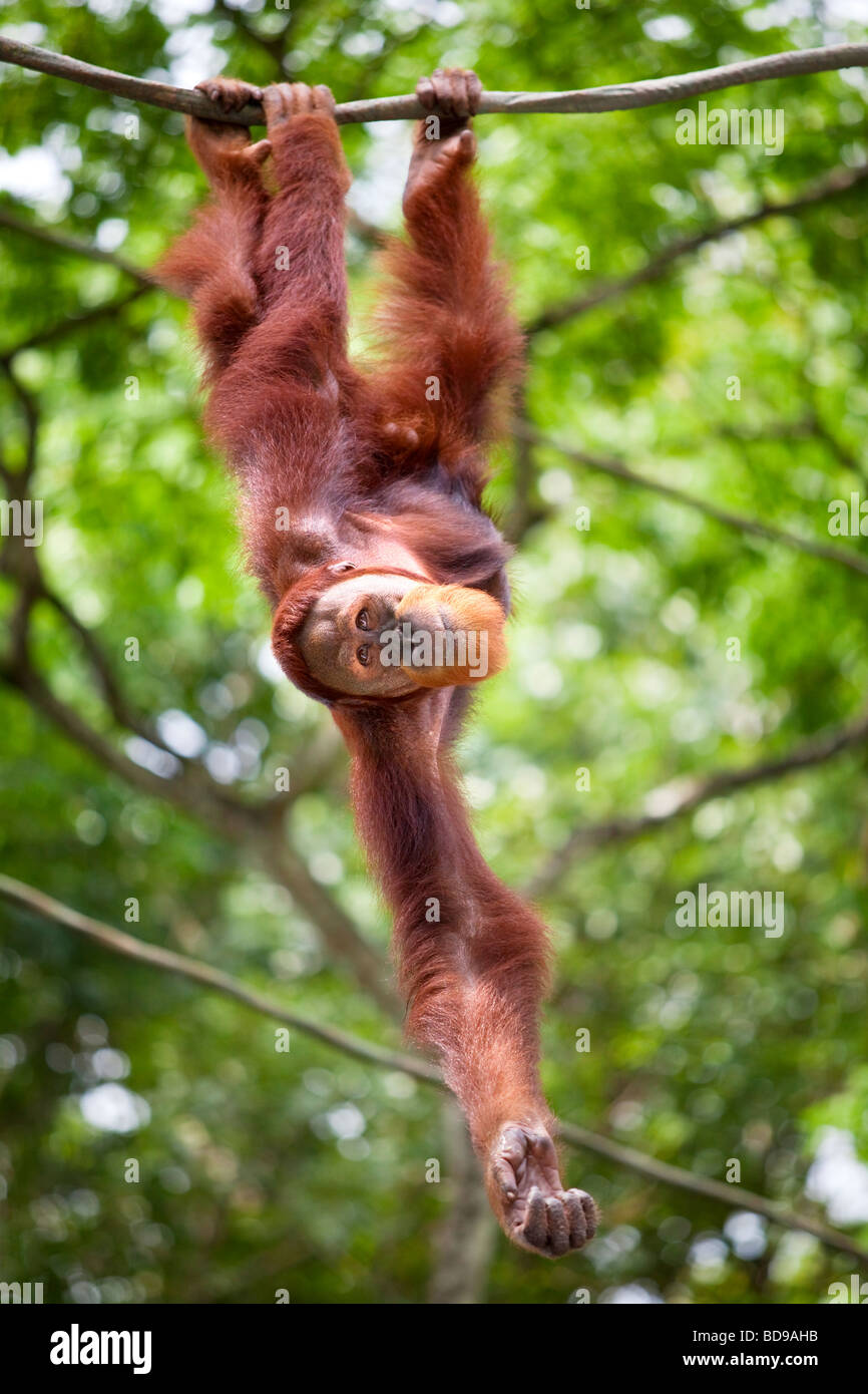 Porträt von einem Orang-Utan an einem Baum hängen Stockfoto