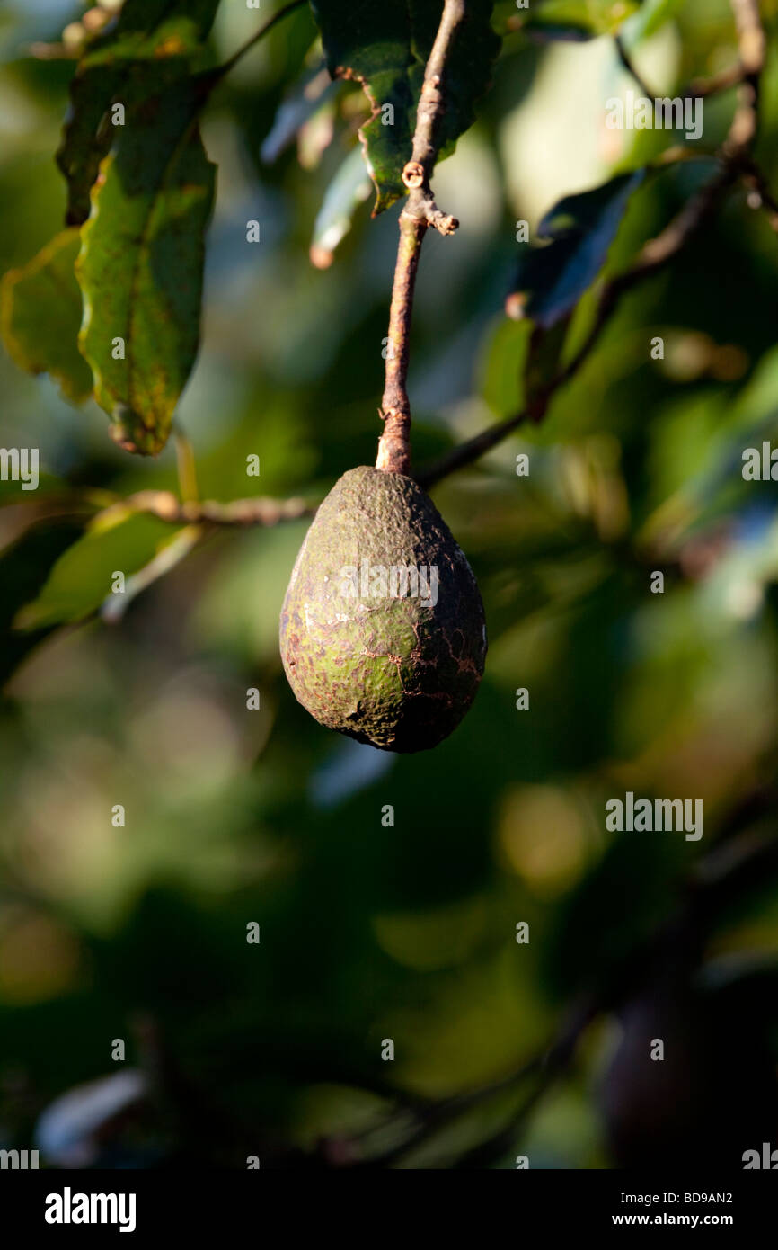 Avocado Birne (Persea Americana). Pinetown, Kwazulu-Natal, Südafrika. Stockfoto