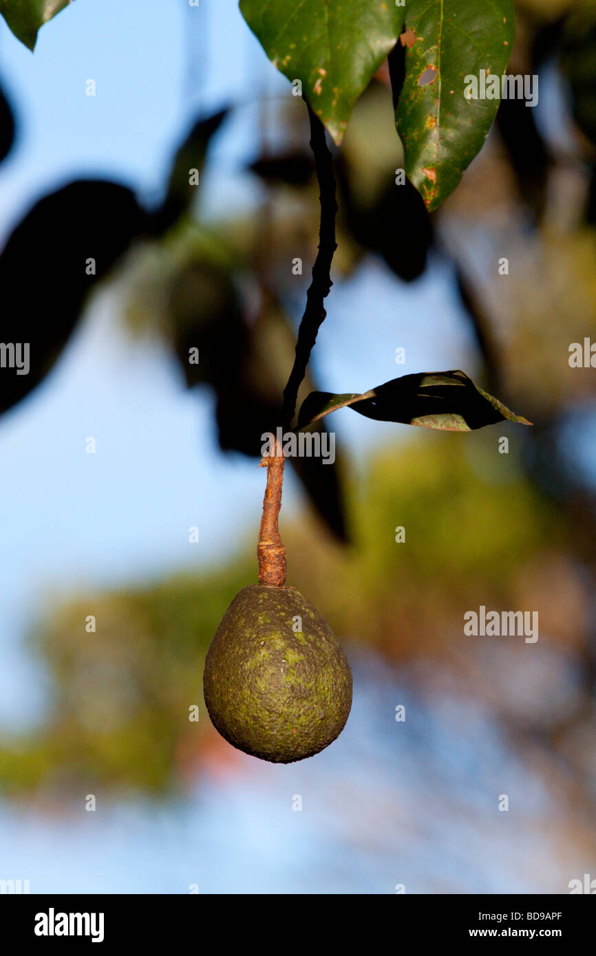 Avocado Birne (Persea Americana). Pinetown, Kwazulu-Natal, Südafrika. Stockfoto