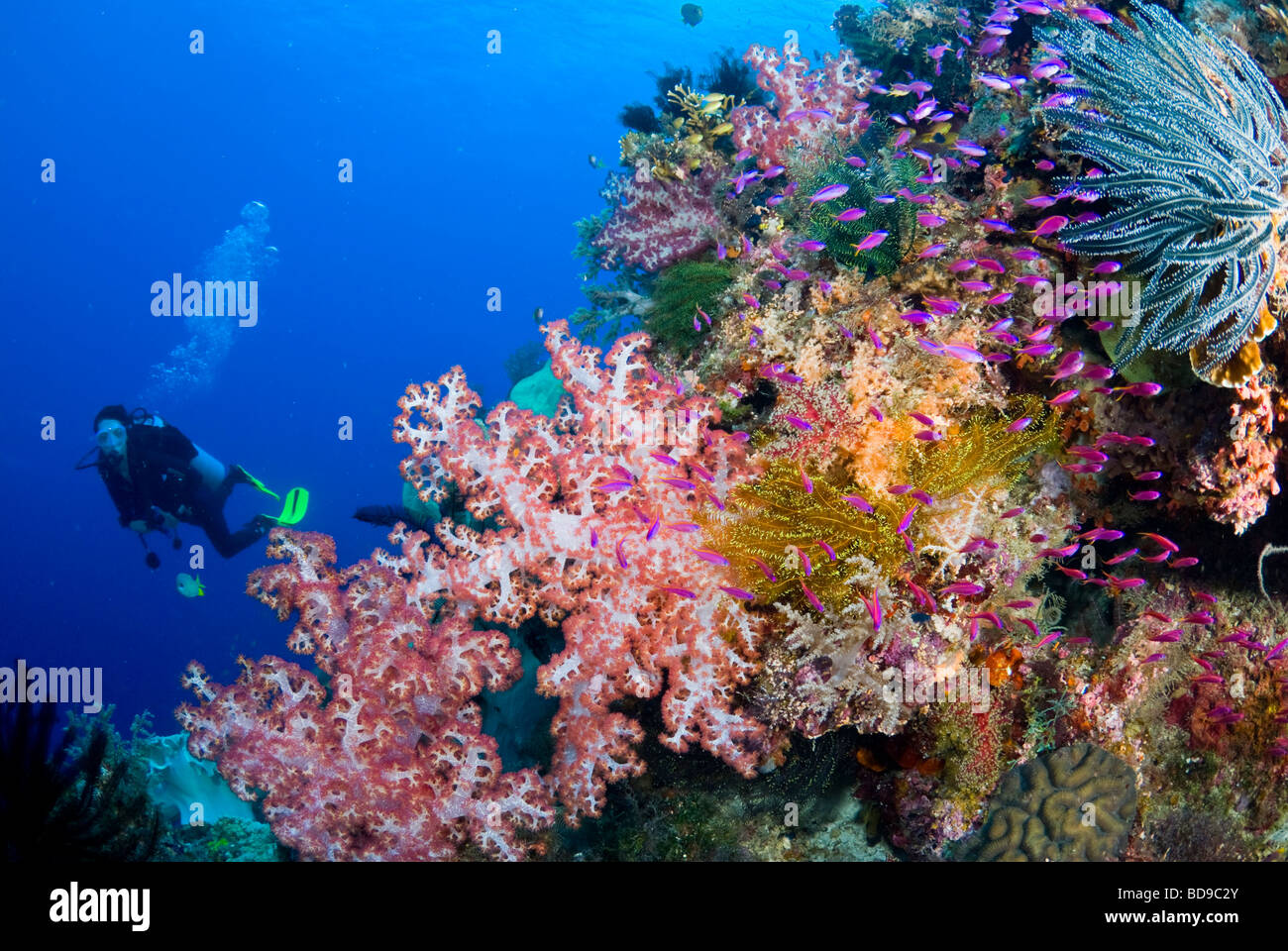 Nach Hause Schwimmen Stockfotos Nach Hause Schwimmen Bilder Alamy