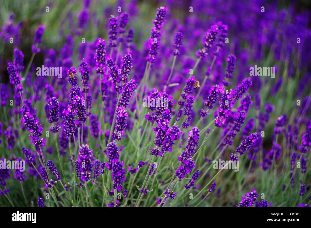 Lavendelfelder auf einem Bauernhof Stockfoto