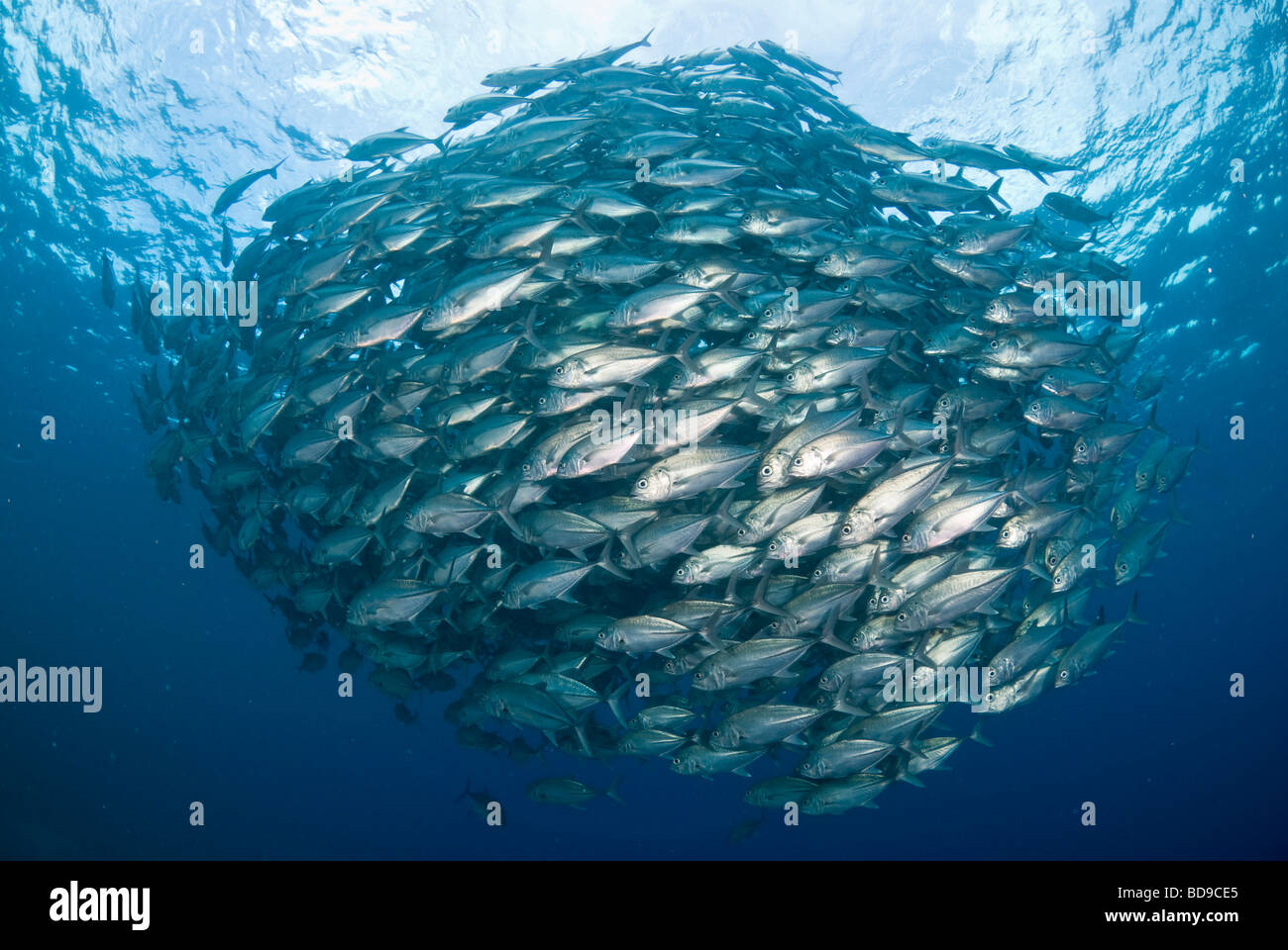 Schulzeit großes Auge Makrelen, Tubbataha, Philippinen Stockfoto