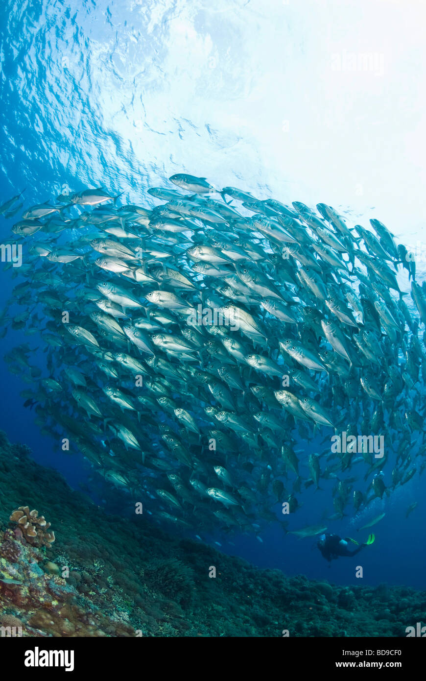 Schulbildung, großes Auge Makrelen und Scuba Diver, Tubbataha, Philippinen Stockfoto