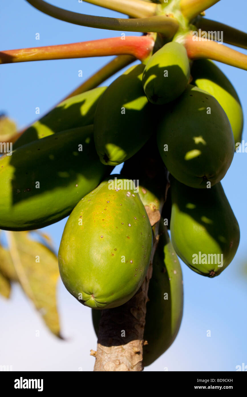Mango auf einem Baum. Pinetown, Kwazulu-Natal, Südafrika. Stockfoto