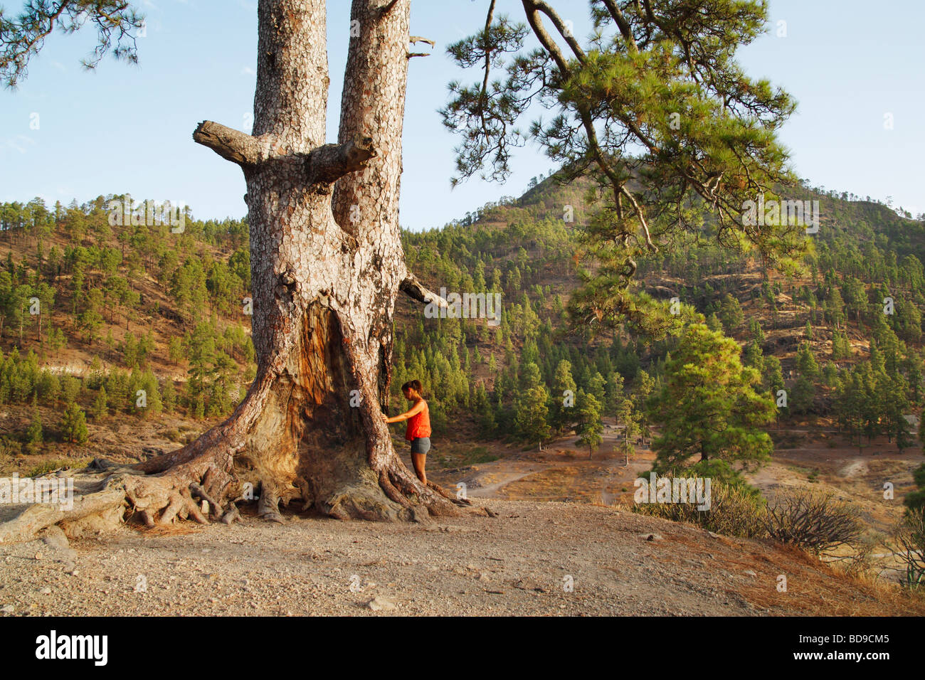 Weiblicher Wanderer auf Gran Canaria, Kanarische Inseln, Spanien, am Fuß der großen kanaren-kiefer. Schinrin Yoku/Waldbaden. Stockfoto