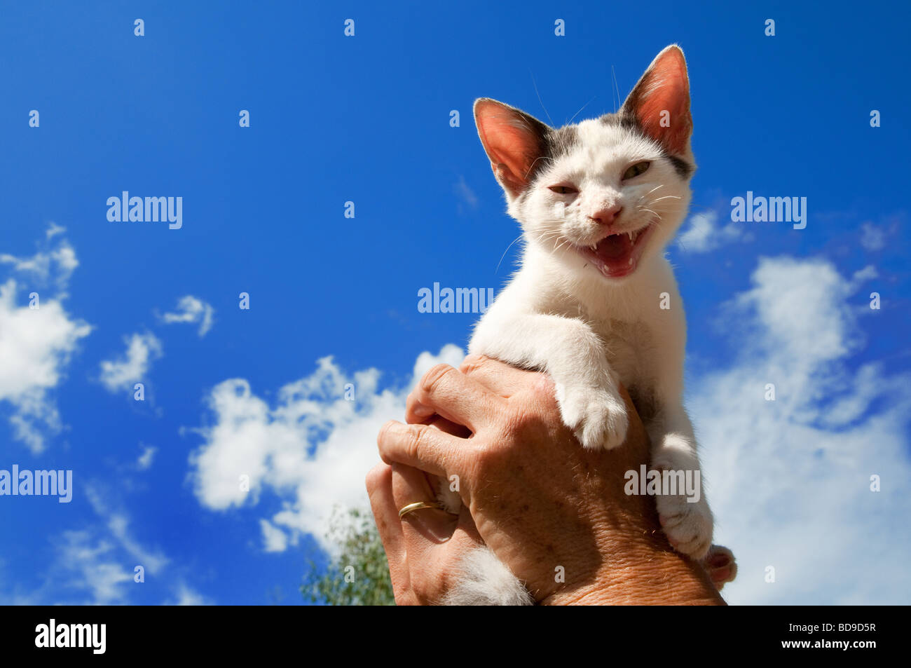 Kleine schwarze und weiße griechische Katze in der Luft Stockfoto