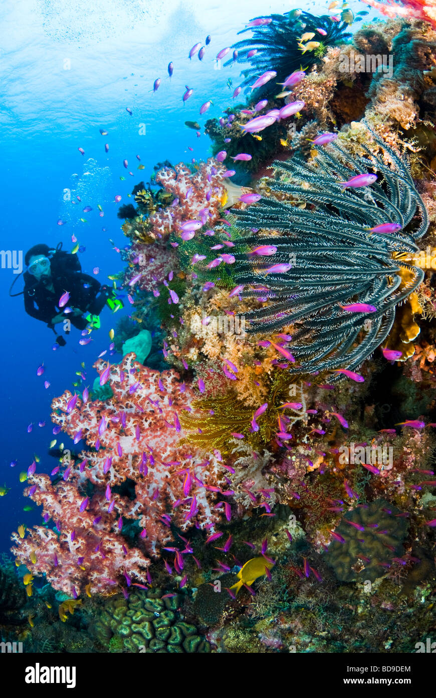 Schule Pseudanthias rund um bunte Weichkorallen, Cabilao, Philippinen Stockfoto