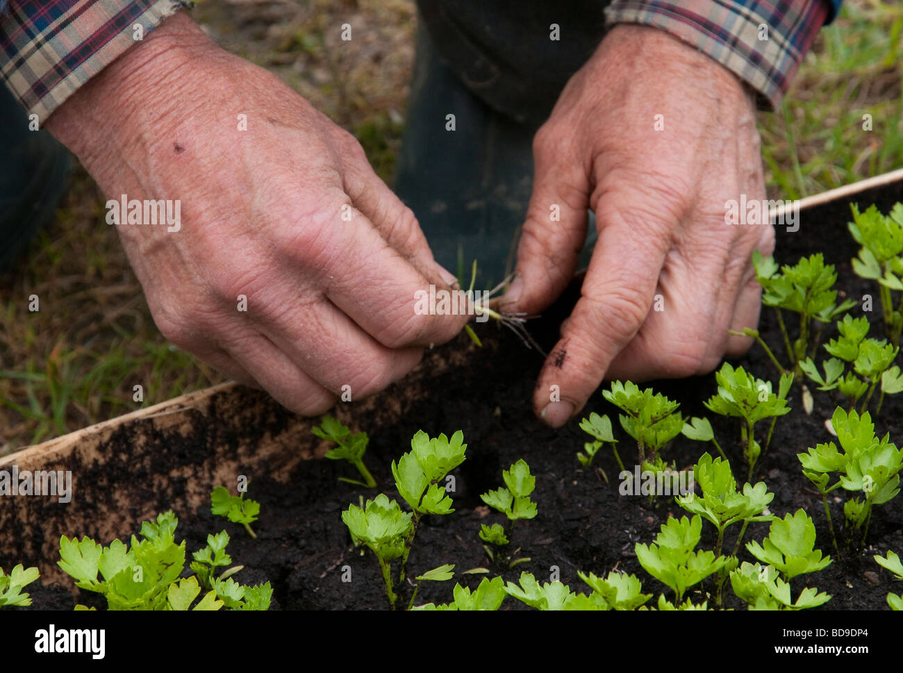 Frankreich Bretagne Morbihan Bio Landwirtschaft Renee Kermagorec wächst Bio-Gemüse Stockfoto