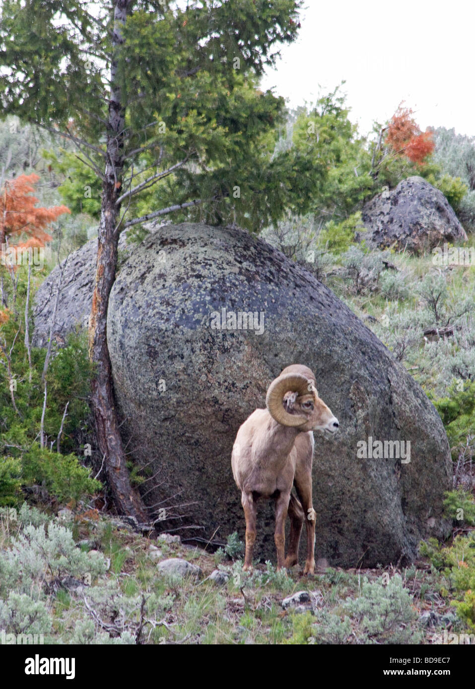 Einsamer Bighorn Schafe Yellowstone-Nationalpark Stockfoto