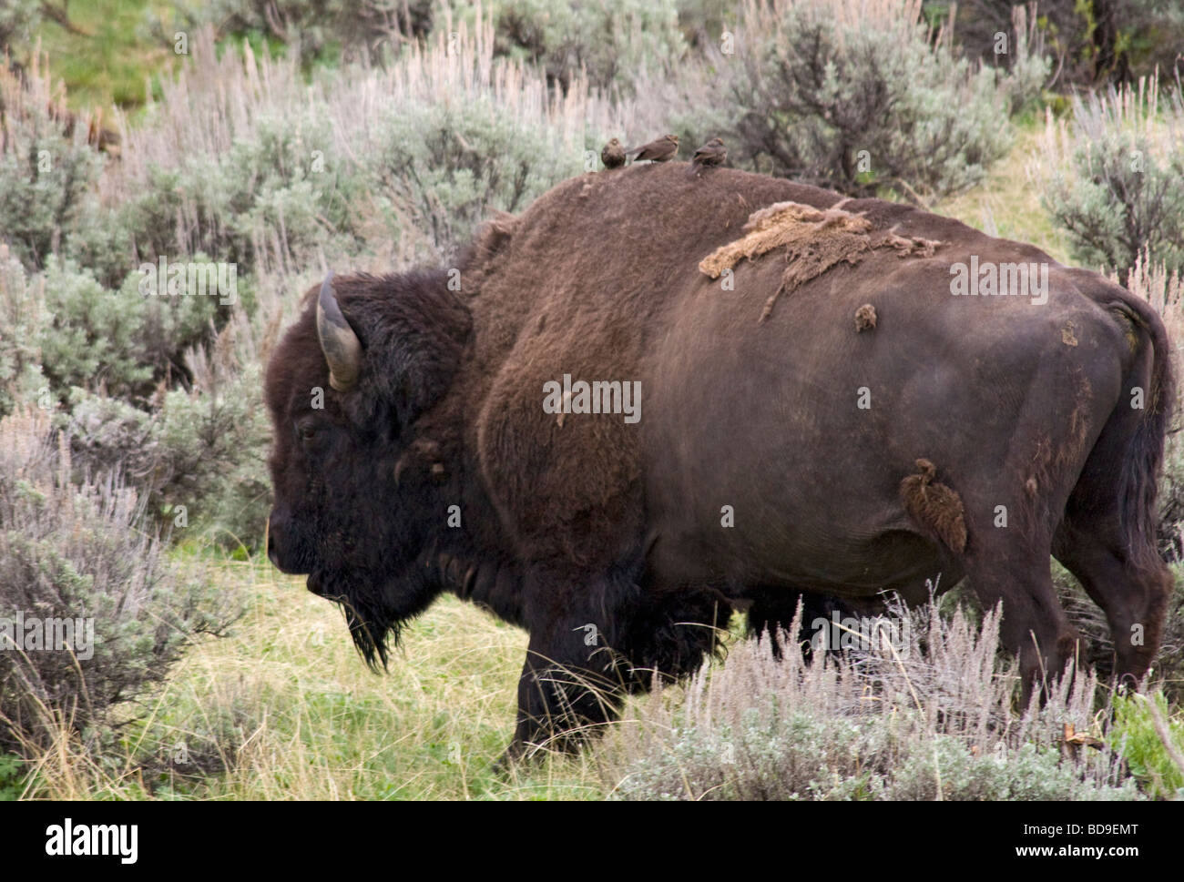 Einsamer Bison Bulle, Yellowstone-Nationalpark Stockfoto