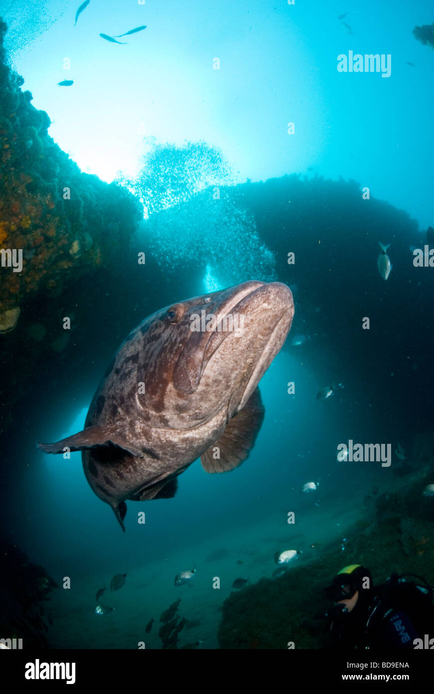 Kartoffel-Kabeljau (Epinephelus Tukula), Aliwal Shoal, Südafrika Stockfoto