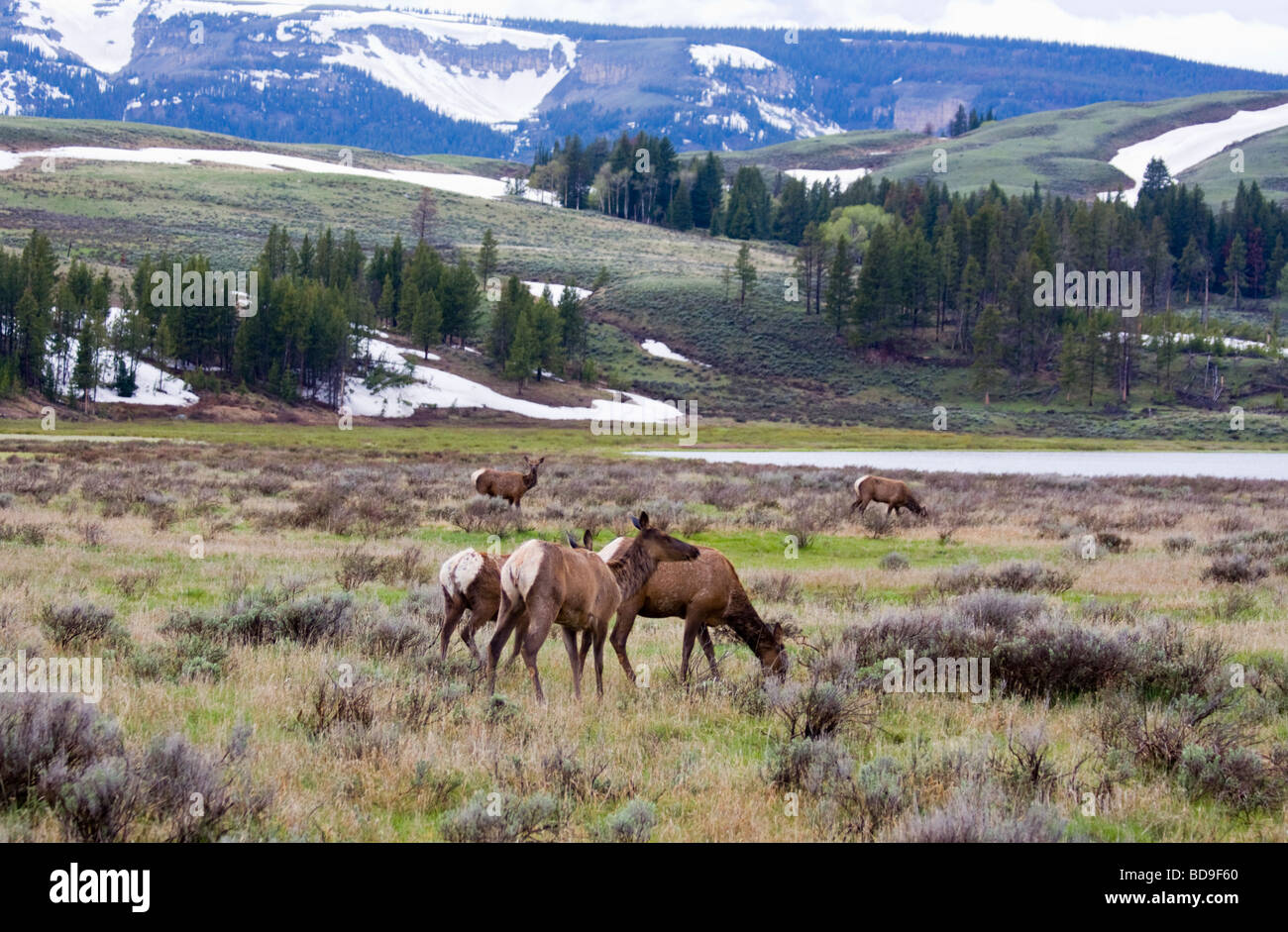 Gruppe von weiblichen Elch grasen Yellowstone-Nationalpark Stockfoto