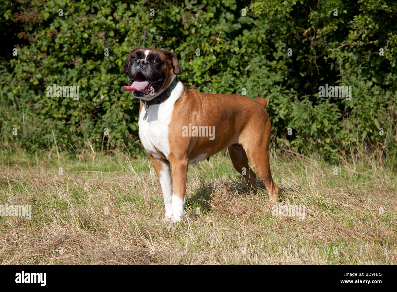 Boxer Hund stehen im Feld Waterloo Kennels Cheltenham UK Stockfoto
