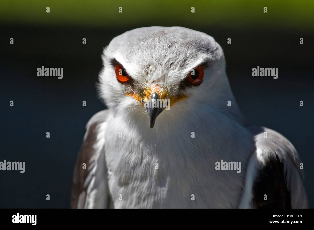 Blackshouldered Drachen Elanus Caeruleus ist ein Raubvogel oder raptor Stockfoto