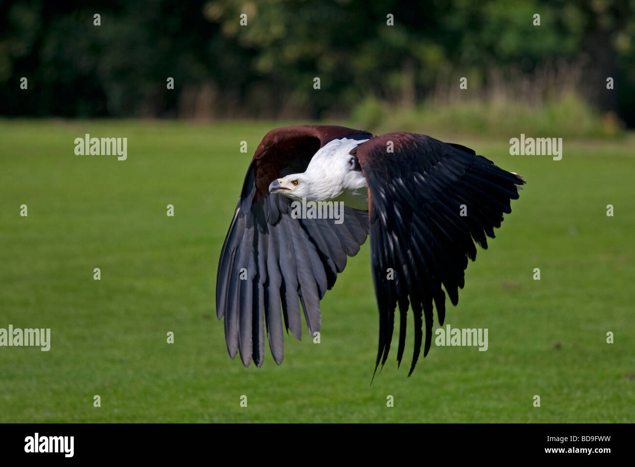 African Fish Eagle (Haliaeetus Vocifer) im Flug Stockfoto