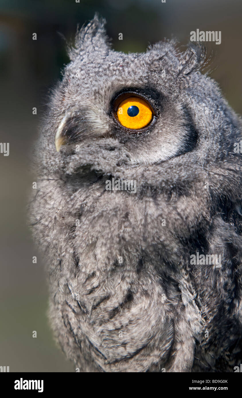 Junge weiße konfrontiert Zwergohreule Eule (Ptilopsis Leucotis) Stockfoto