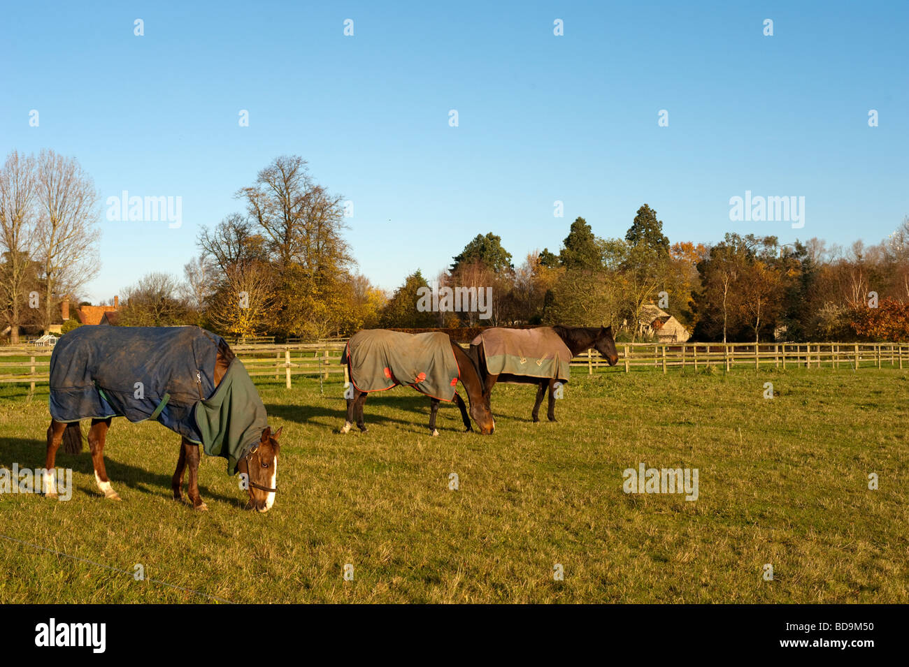 Eine Gruppe von Pferden mit Decken in den frühen Morgenstunden. Stockfoto