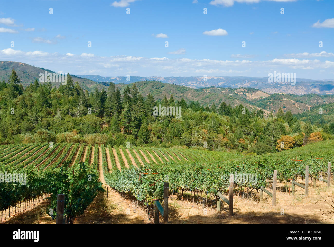 Weinberge von Schloss Potelle am Mount Veeder mit Blick auf Napa Valley, Kalifornien. Stockfoto