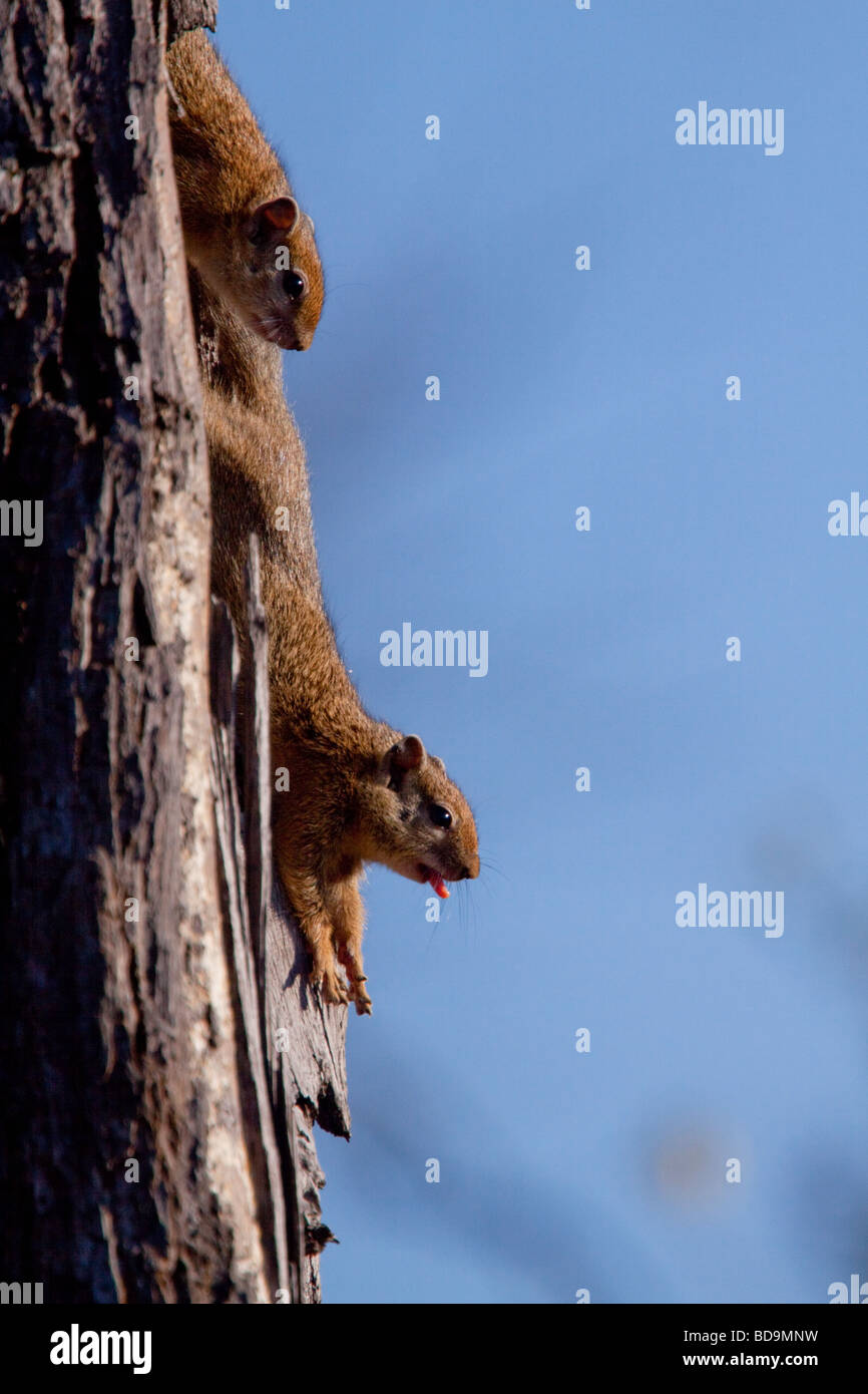 Baum-Eichhörnchen, dehnen, Gähnen und Sonnenbaden. Balule, Greater Kruger National Park, Limpopo, Südafrika. Stockfoto
