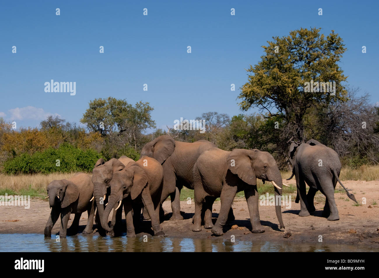 Afrikanischer Elefant (Loxodonta Africana). Herde an einer Wasserstelle. Balule, Greater Kruger National Park, Limpopo, Südafrika. Stockfoto